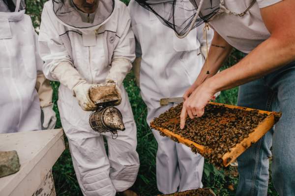 Meet the Bees experience thames river melons