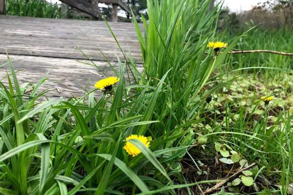 dandelions