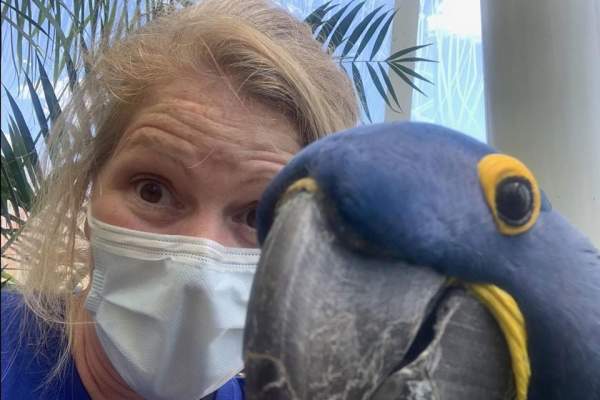 zoo parrot