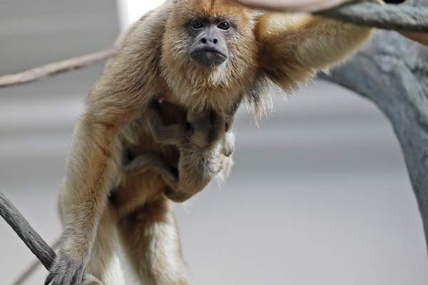 Monkey at Roger Williams Park Zoo