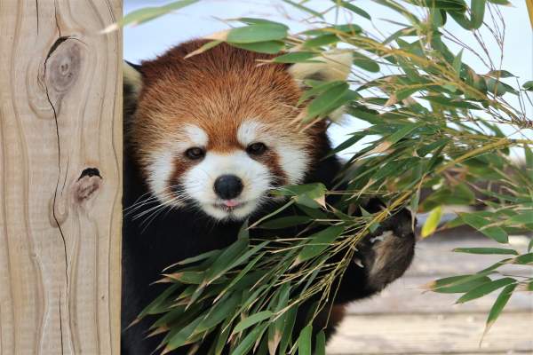 Roger Williams Park Zoo Red Panda
