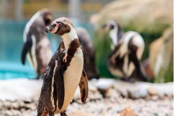RWP Zoo Penguin