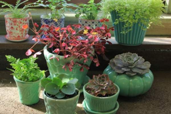 Potted Plants