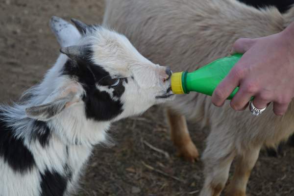 a black and white goat being fed with a green bottle by a human with a light brown animal in the background