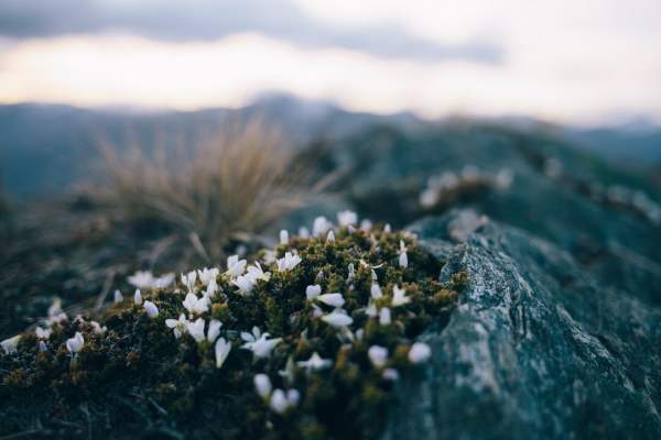 Roys Peak Moss, DMP