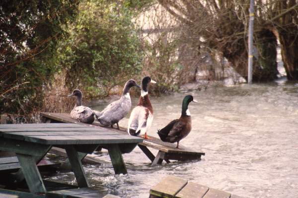 Walking in winter? Check for flooding!