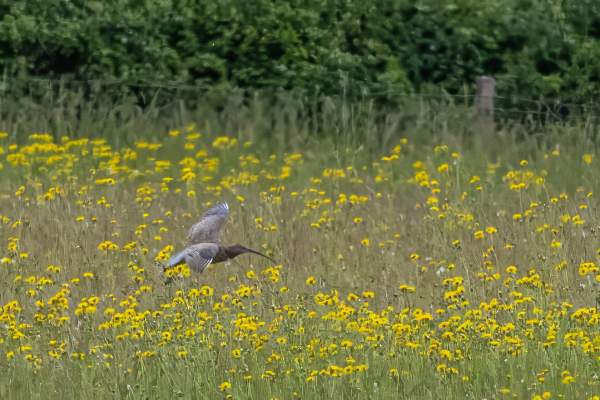 Look out for Curlews