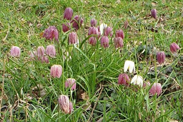Snake’s-head fritillary - Rare wild flowers of the Thames water meadows