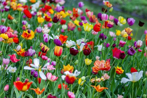 Flower Power on the Thames Path!