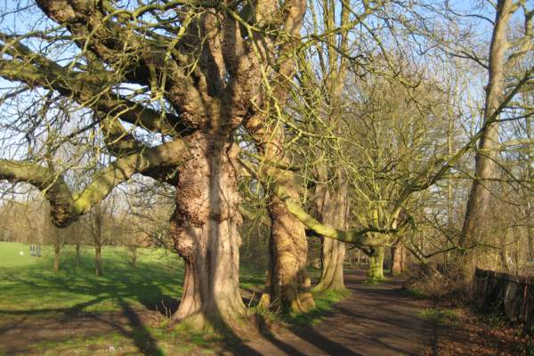 Tree Treasures on the Thames Path