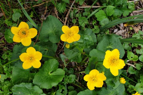 Flowers of springtime on the Thames Path