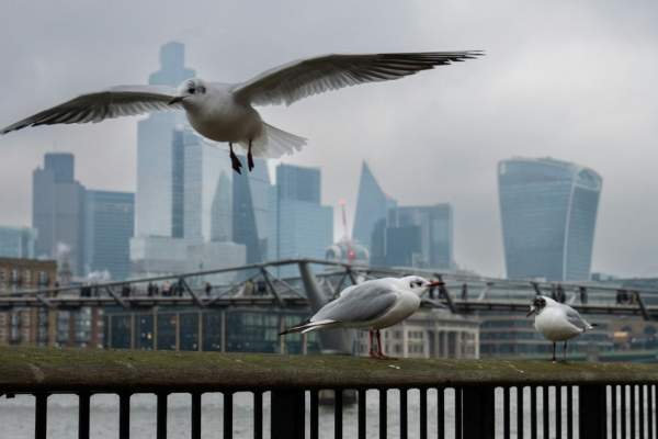 Did you know? Amazing Nature facts from along the Thames Path!