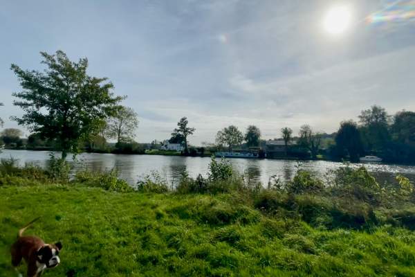 Marlow Dog Friendly