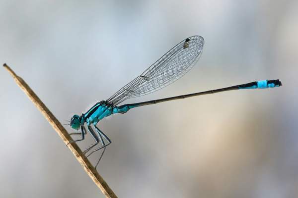 Dragonflies and Damsels