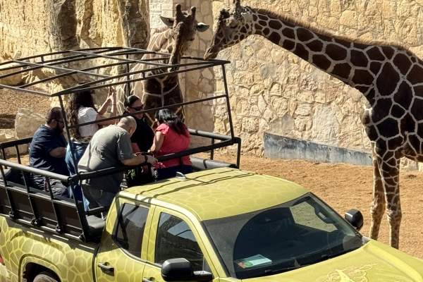 San Antonio Zoo Debuts Conserfari Tours – An Immersive Wildlife Adventure for Spring Break