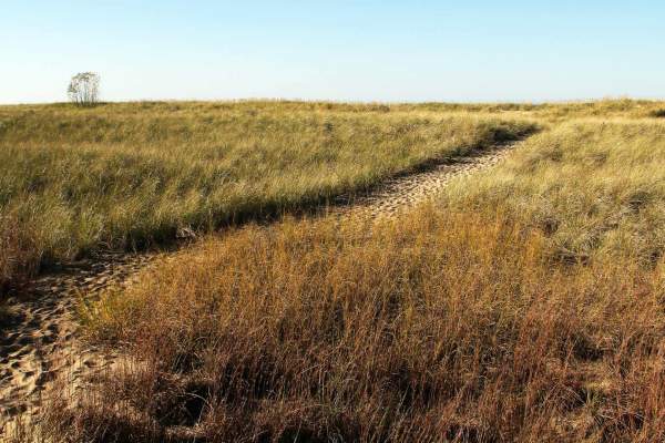 Cowles Bog Trail - Indiana Dunes National Park