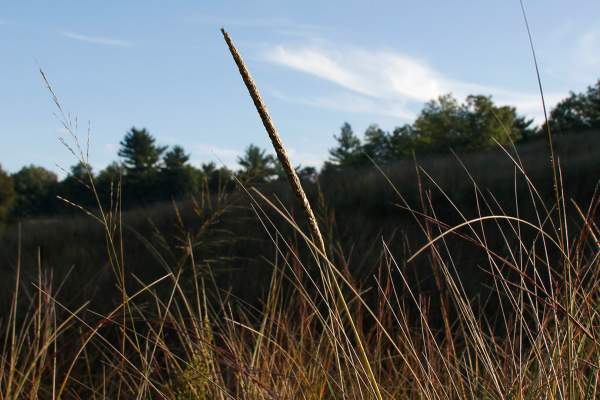 Dune Ridge Trail - Indiana Dunes National Park
