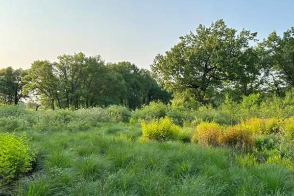 Hoosier Prairie - Indiana Dunes National Park