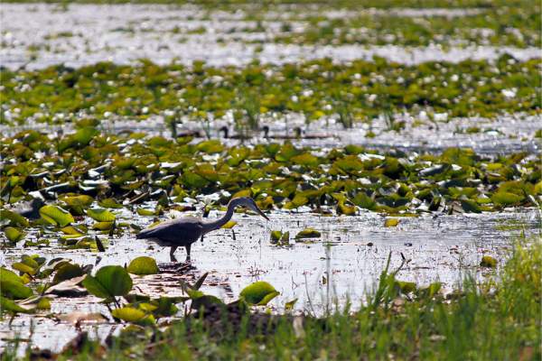 IN Dunes Natl Park photo - Blue Heron and ducks located at Long Lake