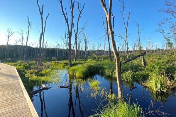 Indiana Dunes State Park Trail 2