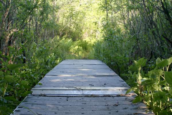 Pinhook Bog - Indiana Dunes National Park