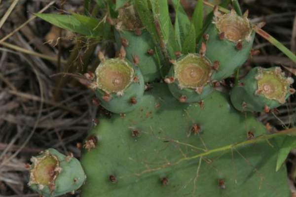 Prickly Pear Cactus by IN Dept Natural Resources