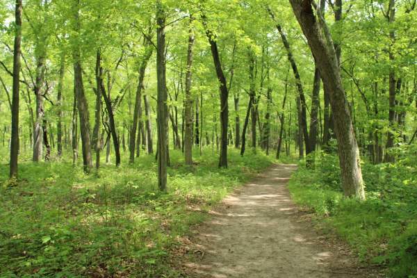 Trail 10 Indiana Dunes State Park