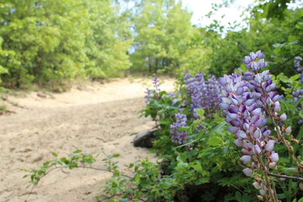 Trail 8 - Indiana Dunes State Park