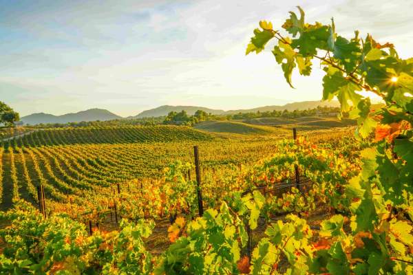 Autumn Uncorked: Temecula Valley Shines with Golden Vineyards, Festive Fun