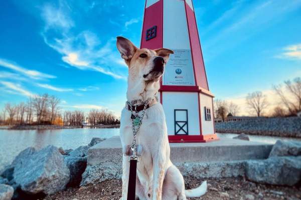 Tail-Wagging Adventures Await in Union County!