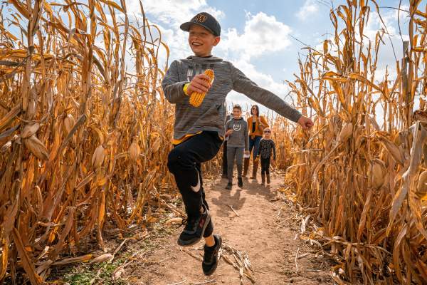 Maize at Little Darby Creek