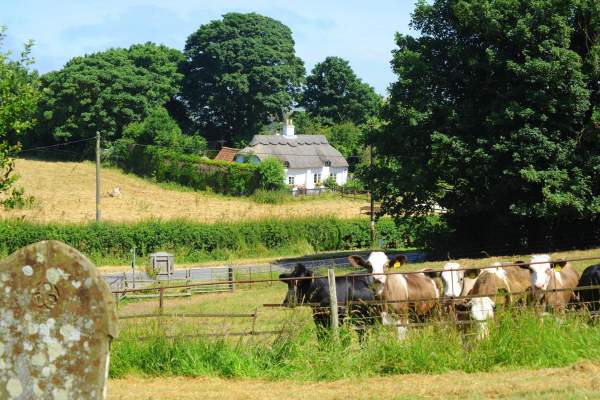 Cows in a field with thatched cottage in background