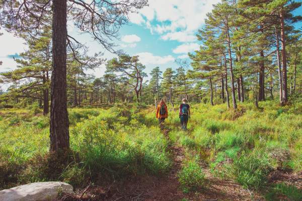 To girls walking in the green, yellow and red forest.