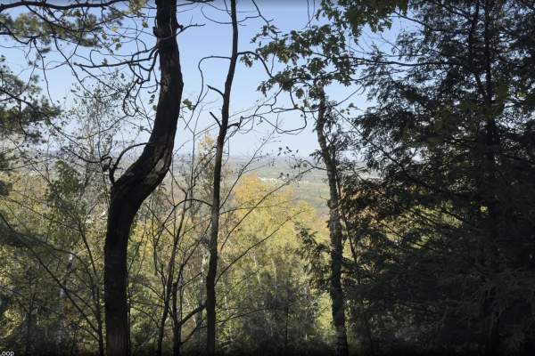 Turkey Vulture trail