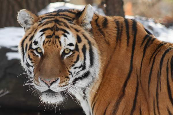 Back by Popular Demand: John Ball Zoo Escape Room Experiences Return with New Adventures