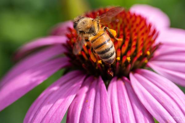 ‘Bee’ Creative Making Bee Hotels at Windmill Island Gardens!
