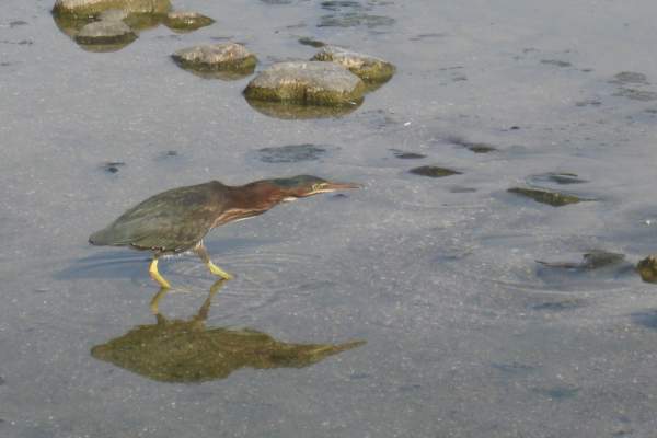 Join the Kellogg Bird Sanctuary This Summer for Online Birds and Coffee Chats