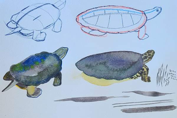 Learn about turtles and practice painting skills with the W.K. Kellogg Bird Sanctuary