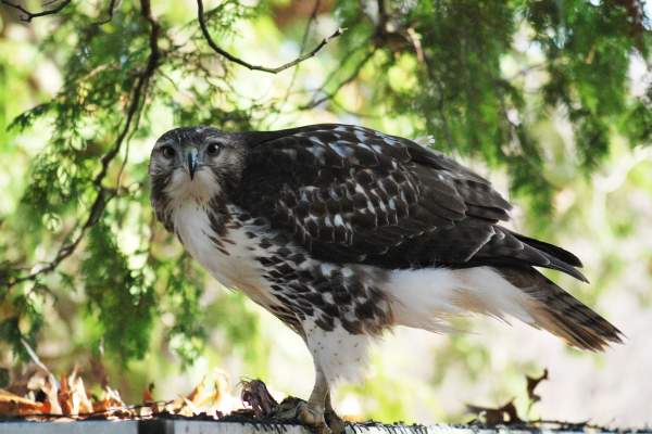 Learn About Raptors and Their Care at the Kellogg Bird Sanctuary