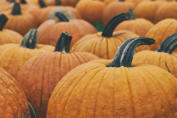 All Things Pumpkin: A Taste of Fall in Williamsburg