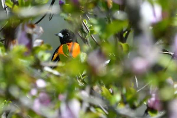 You Found a Baby Bird. Now What?