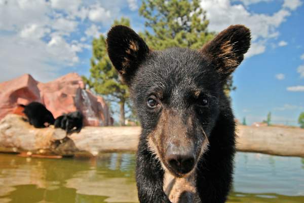 Bear Country USA
