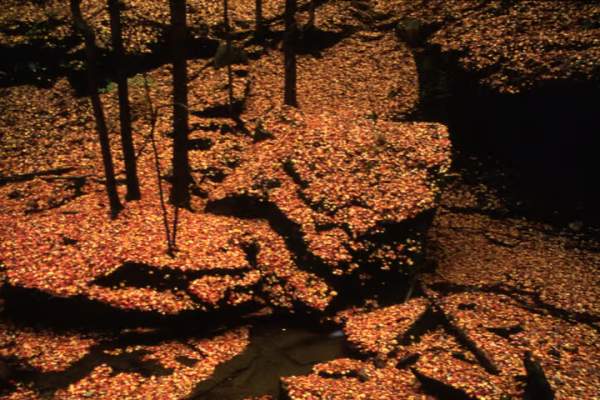 Ordinary Miracles: Robert Glenn Ketchum’s Photographs of Cuyahoga Valley National Park