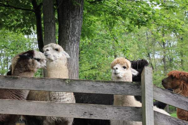 Alpacas at Rivers Edge Farm