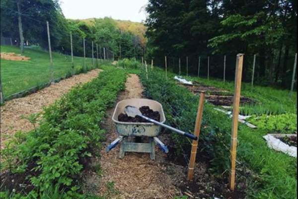 Spring Festival & Native Plant Sale