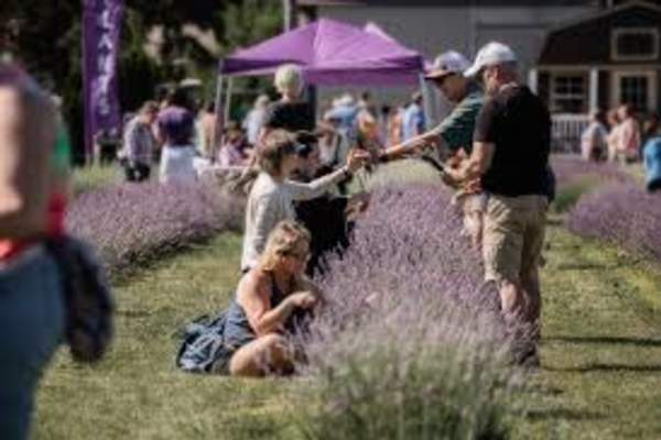 Lavender Harvest Festival 2025