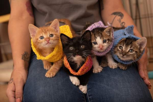 Knittin' with Kittens