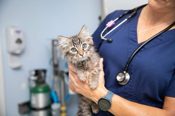 Best Friends Pet Vaccine and Microchip Clinic