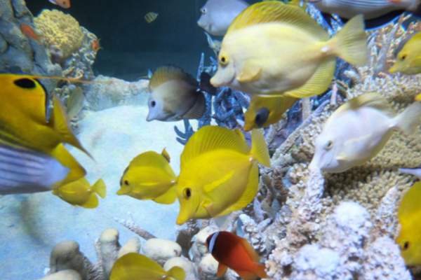 Indo-Pacific Coral Reef Exhibit at New England Aquarium