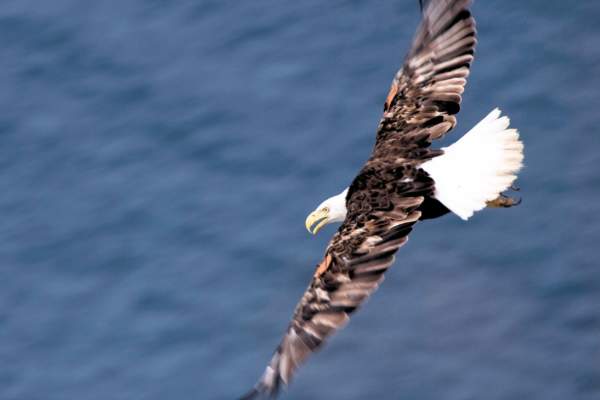 Bald Eagle Excursion in Catalina’s Wildlands